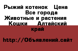 Рыжий котенок › Цена ­ 1 - Все города Животные и растения » Кошки   . Алтайский край